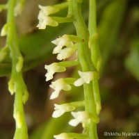 Schoenorchis nivea (Lindl.) Schltr.